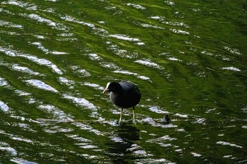 bird on the water