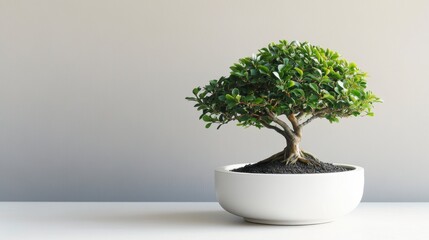 Lush green bonsai tree in a white pot on a white table against a gray background.