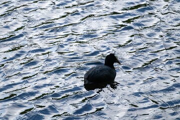 bird on the water