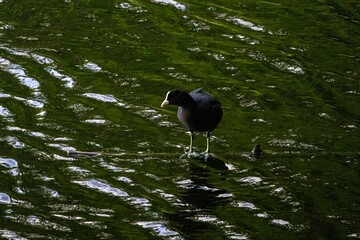 bird on the water