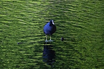 bird on the water