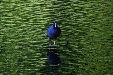 great blue heron ardea cinerea