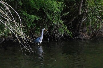 great blue heron in a pond