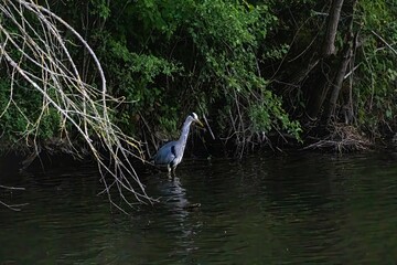 great blue heron in a pond