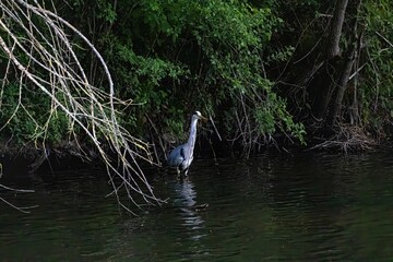 great blue heron in a pond