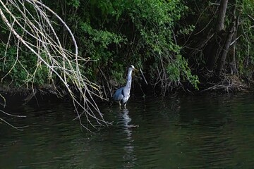 great blue heron in a pond