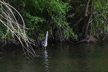 great blue heron in a pond