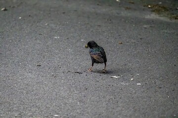 bird in the road