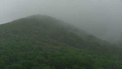 Lush green hillside enveloped in mist, showcasing a serene landscape with dense foliage and soft...