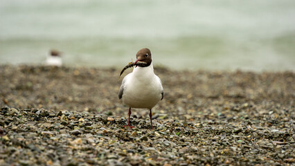 Seagull standing on rocky shore, holding a fish in its beak, with blurred ocean waves in the...