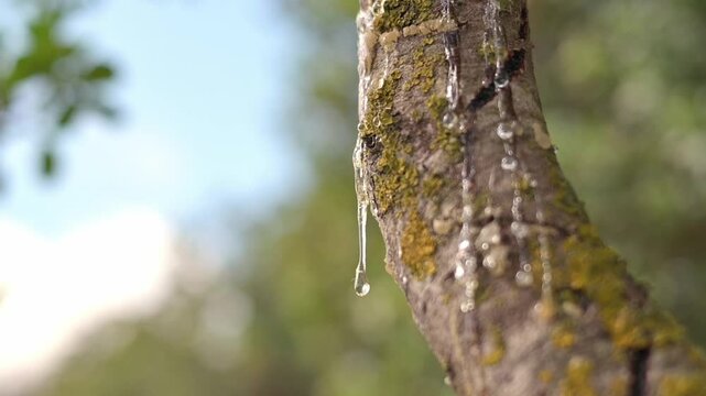 Close-up of thick mastic sap dripping in slow tears. Glowing with ambient sunlight and vivid detail. Shot on Chios Island, Greece