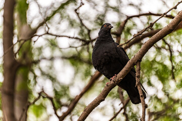 The common pigeon or Rock dove, rock pigeon (Columba livia) melanistic sits on a tree branch in summer and looks at the camera. Melanism is an excess of dark pigment.