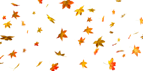 autumn leaves falling isolated on white