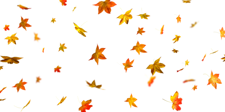 autumn leaves falling isolated on white