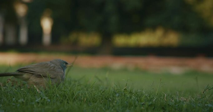 Jungle babbler jumping and looking feed in grass. Argya striata is a member of the family Leiothrichidae found in the Indian subcontinent. Jungle babblers are gregarious birds that forage in small
