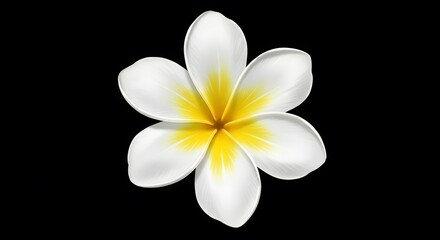 Fototapeta premium A pristine white plumeria flower with a vibrant yellow center, isolated on black