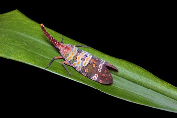green bug on leaf