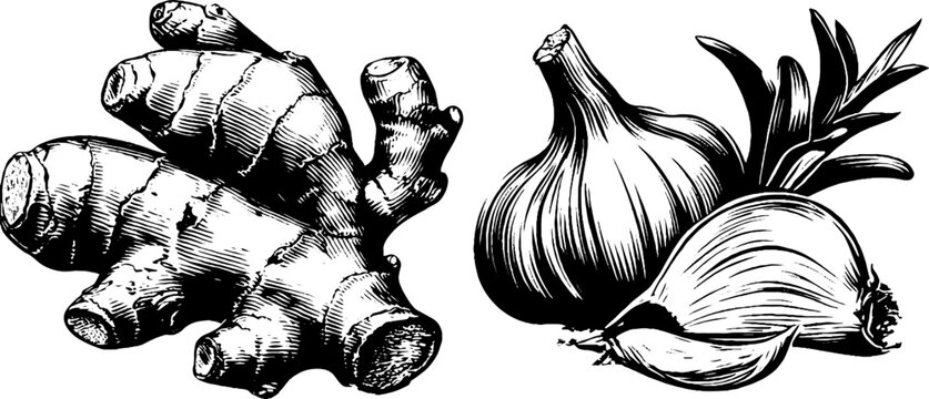 Ginger root and garlic bulb: vintage botanical illustration for culinary and herbal designs