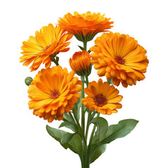 A beautiful bouquet of isolated orange and yellow calendula flowers, evoking summer's natural beauty
