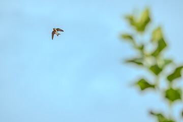 Barn swallow (Hirundo rustica) or Pacific Swallow (Hirundo javanica) in flight against a blue sky...