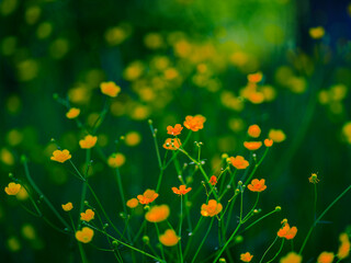 yellow flower in green grass