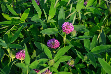 Close-up of blooming red clover flowers in a field