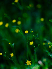 yellow flower in green grass