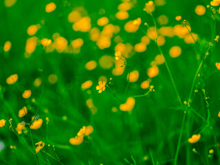 yellow flower in green grass
