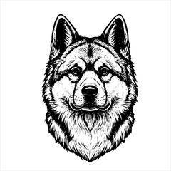 Fototapeta premium head akita dog pet portrait engraving intricate retro hand drawn style line art black and white vector illustration, isolated on white background