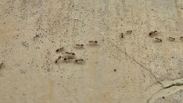 A group of red ants walking on the wall in 