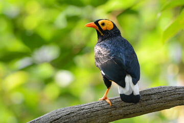 A close-up photo of a Yellow-Faced Mynah bird.