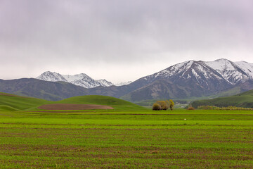 Serene rural landscape with trees and mountains under overcast sky in Kyrgyzstan