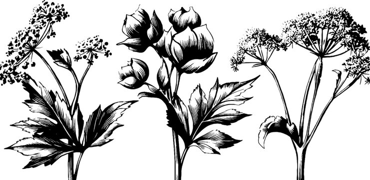 Botanical study of poison hemlock and spotted stalks for nature illustration and design