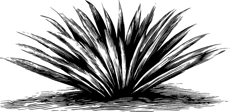 black and white plant drawing clip art preview