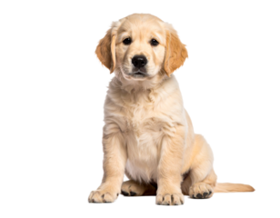 Cute Golden Labrador Retriever puppy sitting isolated on black background, front view