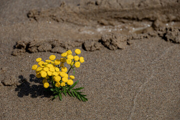Yellow wildflower growing on sandy beach