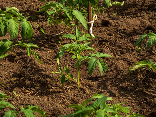Young Tomato Plant Supported by Stake in Garden Soil