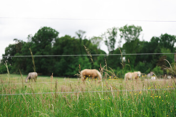 Pasture with grazing horses on a warm day. Concept: agriculture, connection to nature, tradition,...