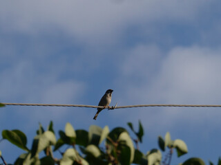 Small Sparrow Perched on a Utility Wire Against a Blue Sky