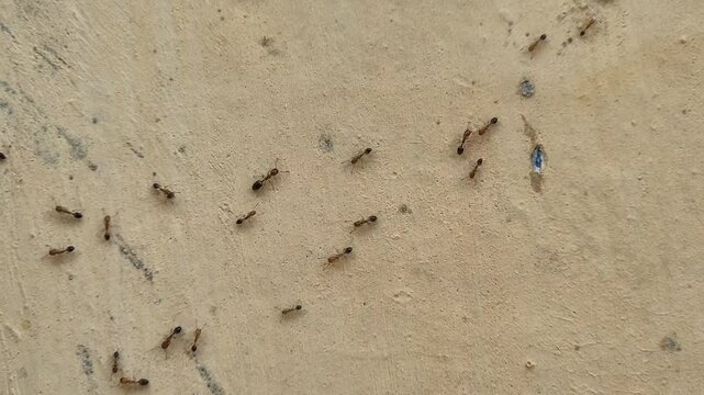 A group of red ants walking on the wall in 