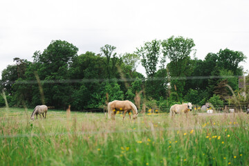 Horses in a sunny field surrounded by fences. Concept: everyday farm life, natural grazing, outdoor...