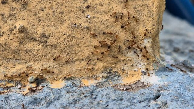 A group of red ants walking on the wall in 