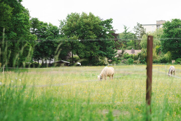 Peaceful horses grazing under open sky at a farm. Concept: animal welfare, freedom, simple life, harmony in nature