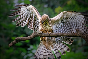 Changeable hawk-eagle hunting a lizard on a branch