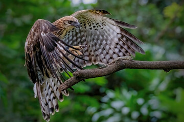 Changeable hawk-eagle hunting a lizard on a branch