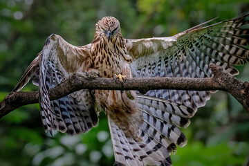 Changeable hawk-eagle hunting a lizard on a branch