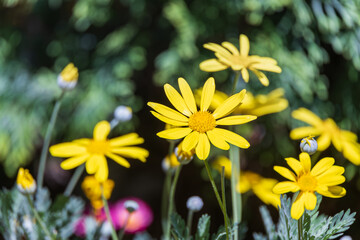 A yellow-petaled euryops flower found in a flower bed. Yellow Bush Daisy, Golden Shrub Daisy, ...