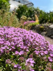 pink blooming Thymus splendens . creeping groundcover alpine plant for rockeries and rock gardens.Flower background