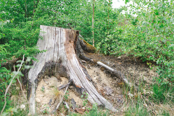 Close-up of a detailed tree stump in lush forest setting. Concept: natural textures, environment...