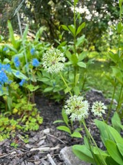 One of the types of Wild garlic, onion with garlic flavor. White blooming Allium microdictyon in the summer garden.Flower background